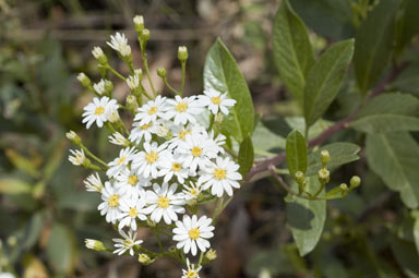 APII jpeg image of Olearia elliptica subsp. elliptica  © contact APII