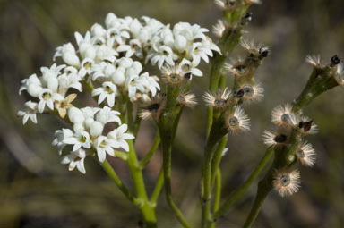 APII jpeg image of Conospermum longifolium  © contact APII