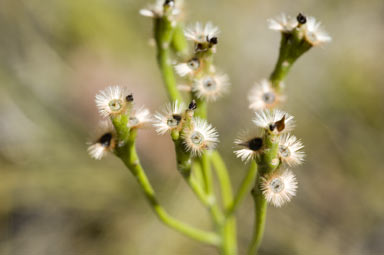 APII jpeg image of Conospermum longifolium  © contact APII