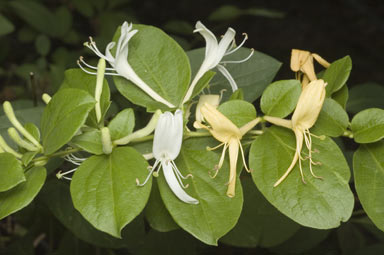 APII jpeg image of Lonicera japonica  © contact APII