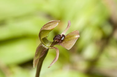 APII jpeg image of Chiloglottis trapeziformis  © contact APII