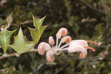 APII jpeg image of Grevillea pilosa subsp. pilosa  © contact APII