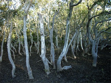 APII jpeg image of Avicennia marina  © contact APII