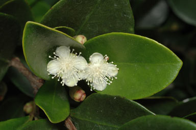 APII jpeg image of Eugenia reinwardtiana  © contact APII