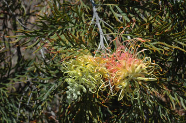 APII jpeg image of Grevillea 'Peaches and Cream'  © contact APII