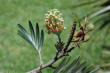 APII jpeg image of Grevillea 'Hot Lips'  © contact APII