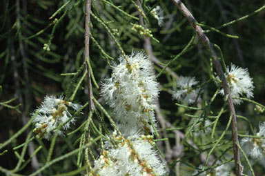 APII jpeg image of Melaleuca tamariscina subsp. tamariscina  © contact APII