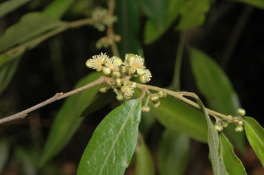 APII jpeg image of Petalostigma triloculare  © contact APII