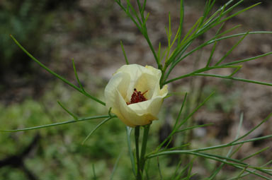 APII jpeg image of Alyogyne hakeifolia  © contact APII