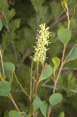 APII jpeg image of Grevillea 'Schultz'  © contact APII