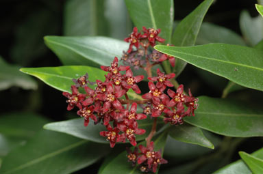 APII jpeg image of Flindersia pimenteliana  © contact APII