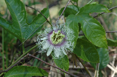 APII jpeg image of Passiflora edulis  © contact APII