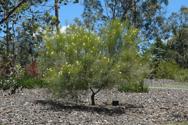 APII jpeg image of Grevillea obliquistigma  © contact APII