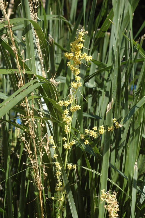 APII jpeg image of Lomandra spicata  © contact APII