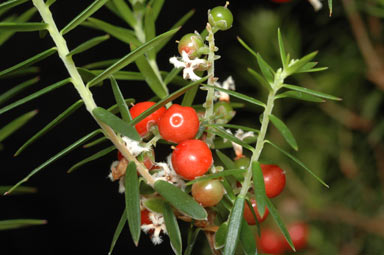 APII jpeg image of Leucopogon melaleucoides  © contact APII