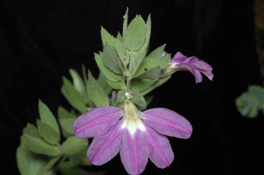 APII jpeg image of Scaevola platyphylla  © contact APII