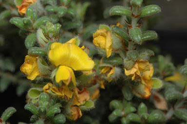 APII jpeg image of Pultenaea elachista  © contact APII