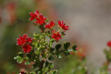 APII jpeg image of Dodonaea humilis  © contact APII