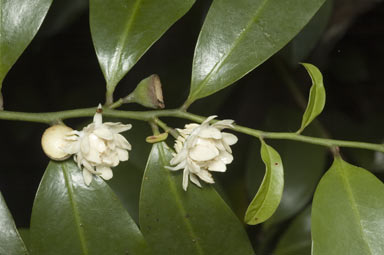 APII jpeg image of Eupomatia laurina  © contact APII