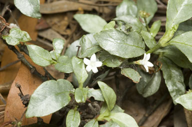 APII jpeg image of Psychotria simmondsiana  © contact APII