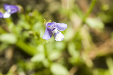 APII jpeg image of Lindernia alsinoides  © contact APII