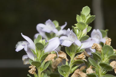 APII jpeg image of Eremophila behriana  © contact APII