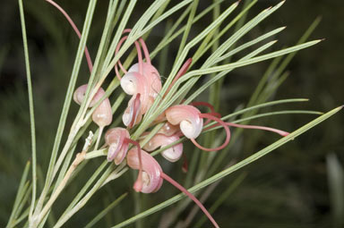 APII jpeg image of Grevillea oncogyne  © contact APII