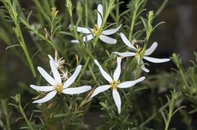 APII jpeg image of Olearia passerinoides subsp. passerinoides  © contact APII