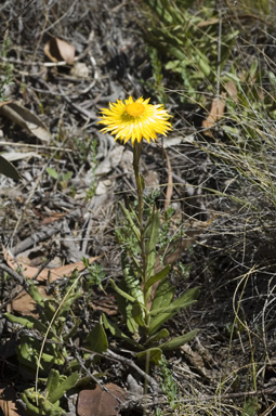 APII jpeg image of Xerochrysum subundulatum  © contact APII