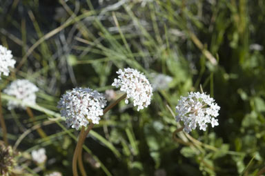 APII jpeg image of Trachymene humilis  © contact APII