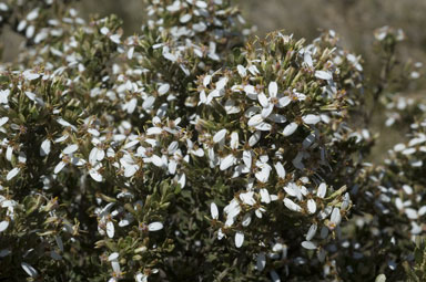 APII jpeg image of Olearia myrsinoides  © contact APII