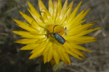 APII jpeg image of Xerochrysum  © contact APII