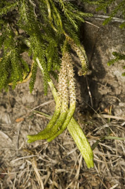 APII jpeg image of Lycopodium fastigiatum  © contact APII