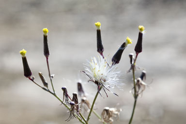 APII jpeg image of Senecio quadridentatus  © contact APII