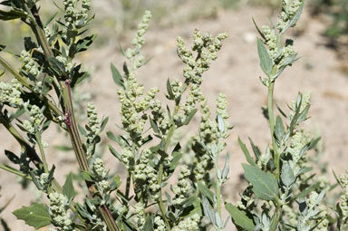 APII jpeg image of Chenopodium album  © contact APII