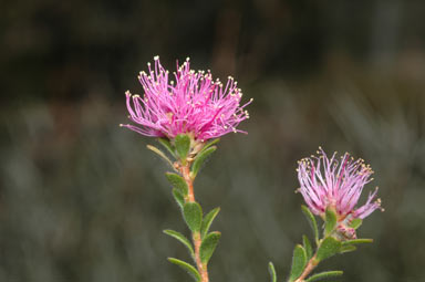 APII jpeg image of Melaleuca seriata  © contact APII