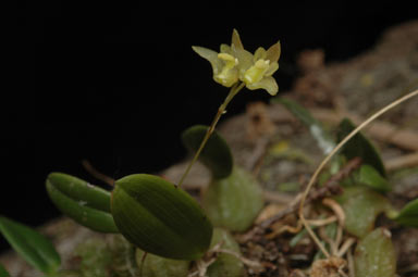 APII jpeg image of Adelopetalum exiguum  © contact APII