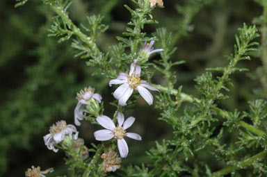 APII jpeg image of Olearia ramulosa  © contact APII