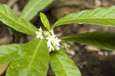 APII jpeg image of Psychotria sp.  © contact APII