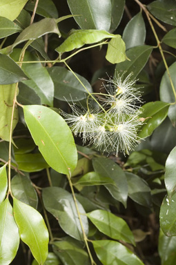 APII jpeg image of Syzygium oleosum  © contact APII