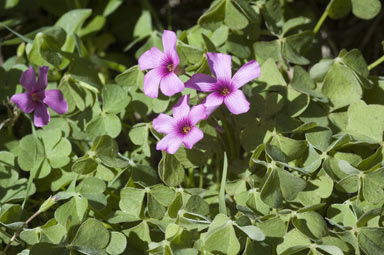 APII jpeg image of Oxalis articulata  © contact APII