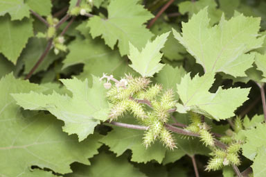 APII jpeg image of Xanthium occidentale  © contact APII