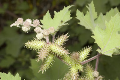 APII jpeg image of Xanthium occidentale  © contact APII