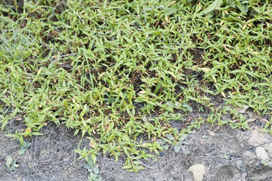 APII jpeg image of Persicaria prostrata  © contact APII