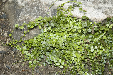 APII jpeg image of Asplenium flabellifolium  © contact APII