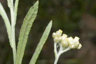 APII jpeg image of Pseudognaphalium luteoalbum  © contact APII