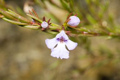 APII jpeg image of Hemigenia purpurea  © contact APII