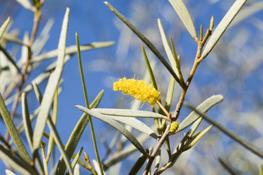 APII jpeg image of Acacia incurvaneura  © contact APII