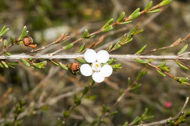 APII jpeg image of Cyathostemon ambiguus  © contact APII