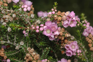 APII jpeg image of Thryptomene denticulata  © contact APII